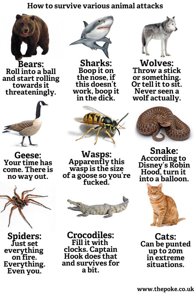 How to survive various animal attacks